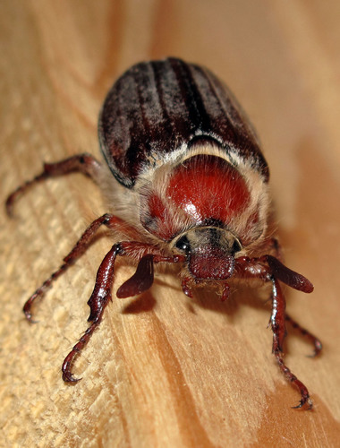 Chestnut cockchafer