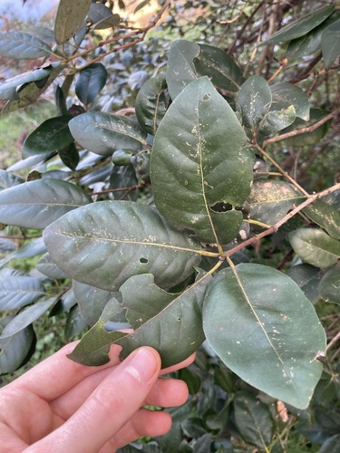 Syncarpia glomulifera
