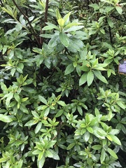 Rhododendron pulchrum phoeniceum