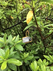 Rhododendron mucronatum