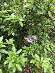 Rhododendron × pulchrum