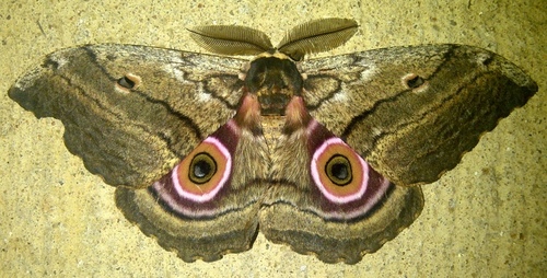 Speckled Emperor