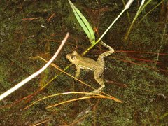Lithobates virgatipes