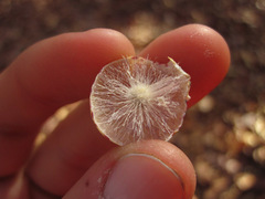 Atrusca quercuscentricola