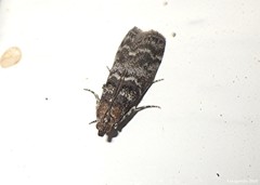 Ortholepis pasadamia