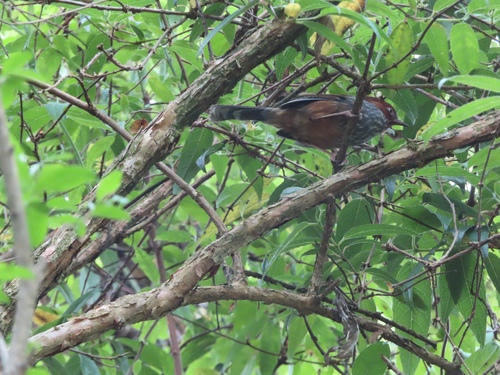 Taiwan Barwing (Actinodura morrisoniana), photo 8