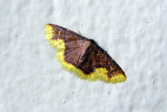 Syngatha latiflavaria