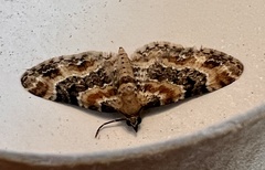 Eupithecia pulchellata