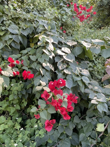 Bougainvillea buttiana image