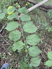 Grewia latifolia