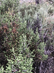 Ozothamnus scutellifolius