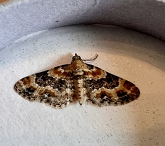 Eupithecia pulchellata