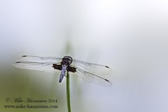 Celithemis martha