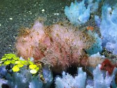 Antennarius striatus