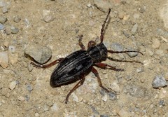 Dorcadion catenatum