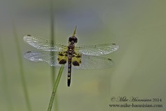 Celithemis martha