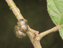 Grewia latifolia