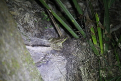 Lithobates grylio