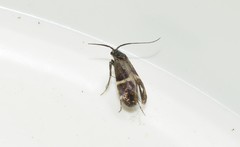 Adela paludicolella