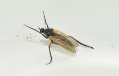 Empis pulchripes