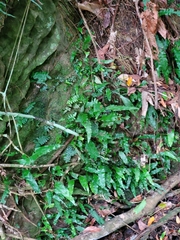 Arthropteris palisotii