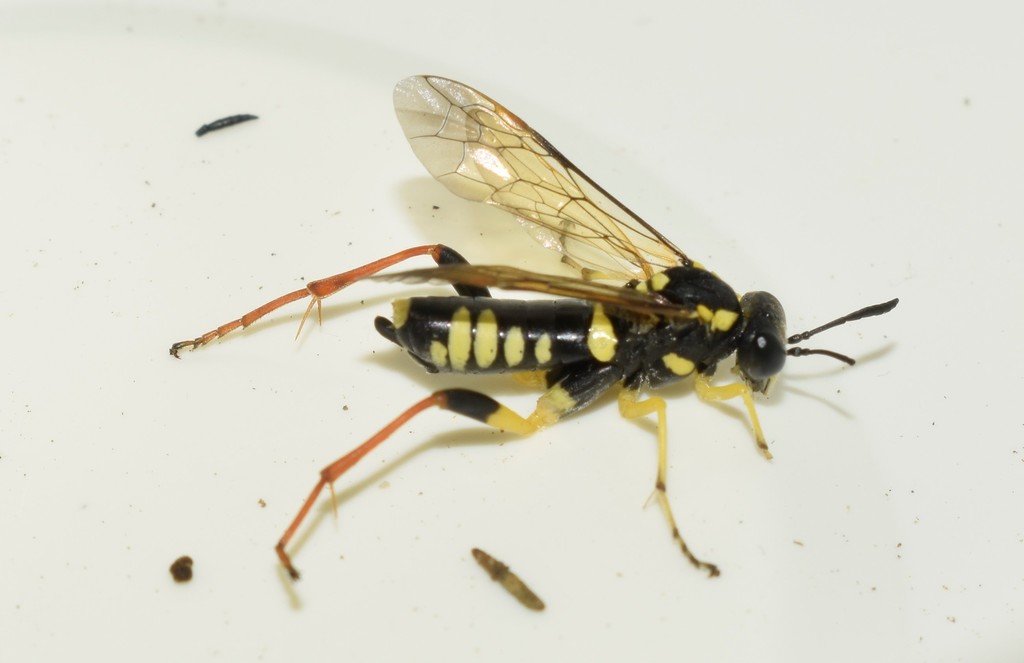 Macrophya postica