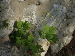 Chelidonium majus