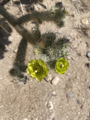 Cylindropuntia ganderi