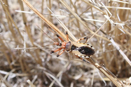 iNaturalist observation photo of Rhynocoris ventralis