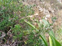 Glandora diffusa