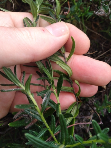 Image of Purple Gromwell (Glandora diffusa) by (c) Leon Perrie, some rights reserved (CC BY)