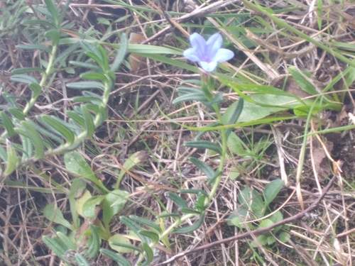 Image of Purple Gromwell (Glandora diffusa) by (c) Leon Perrie, some rights reserved (CC BY)