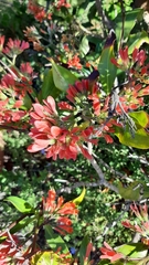 Alberteae