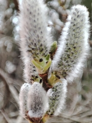 Salix pulchra