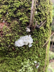 Tremella globispora