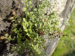 Asplenium ruta-muraria