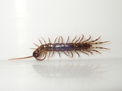 Lithobius tenebrosus