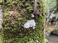 Tremella globispora