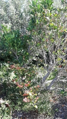 Alberteae