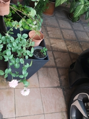 Pachliopta kotzebuea