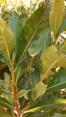 Alberteae