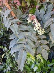 Berberidinae