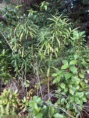 Melicytus lanceolatus