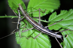Anisomorpha ferruginea