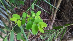 Phyllanthus oligospermus