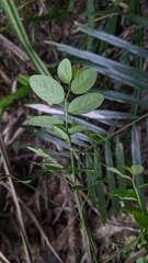 Phyllanthus oligospermus