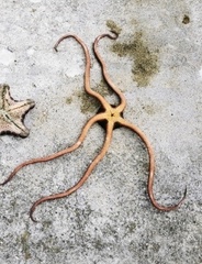 Ophiopsammus maculata