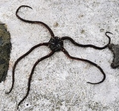 Ophiopsammus maculata