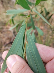 Acacia saliciformis