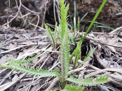 Achillea alpina camtschatica
